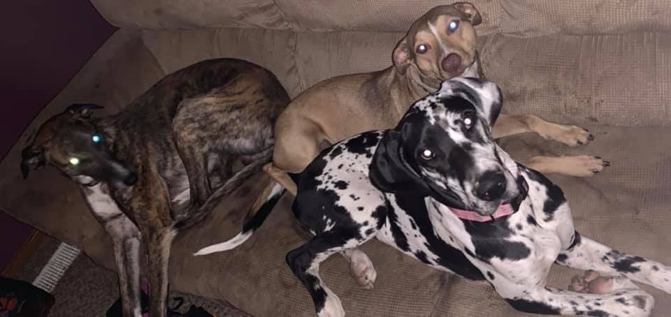 Shooter, Kylo and Xena